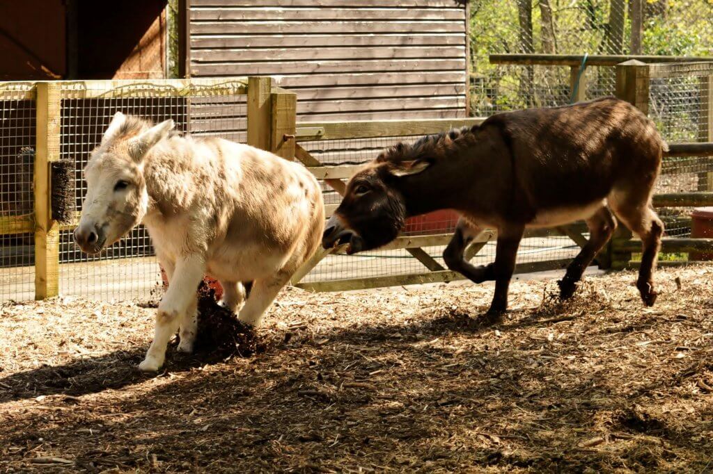 Lenny and Charlie, our friendly donkeys at the Children's Zoo