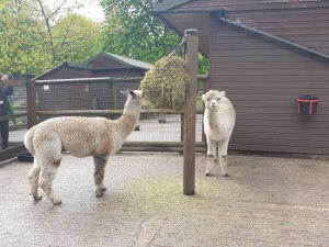 Alpacas being fed at Walton Hall and Gardens Children's Zoo