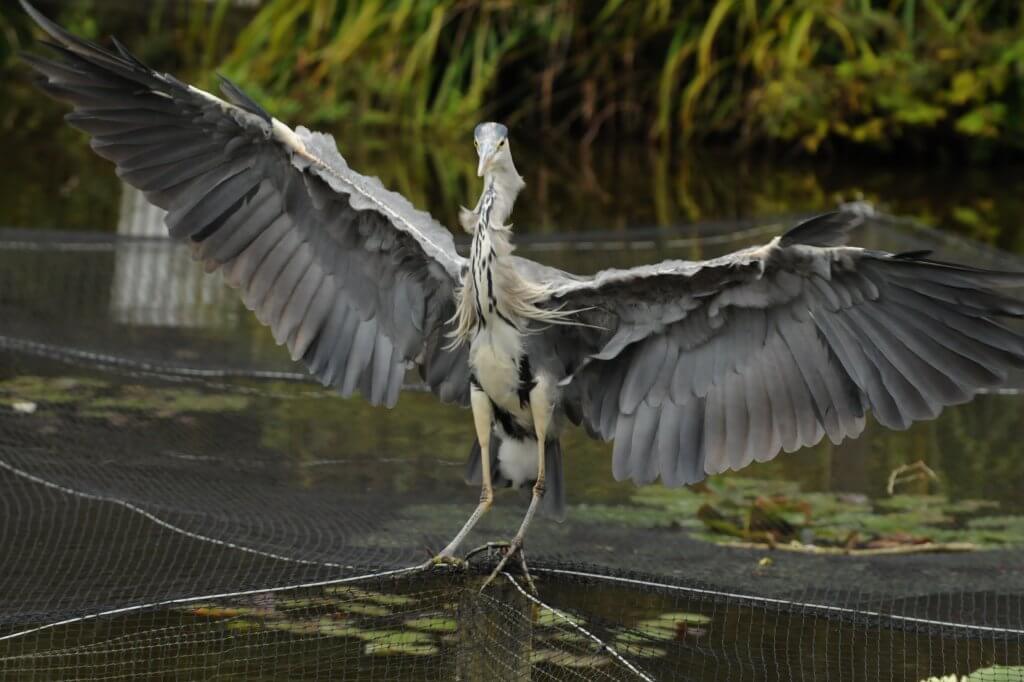 A cheeky heron at Walton Hall and Gardens. Please take the Walton Hall and Gardens survey