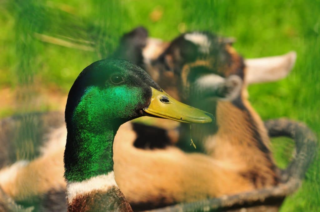 African Pygmy goat and Mallard duck