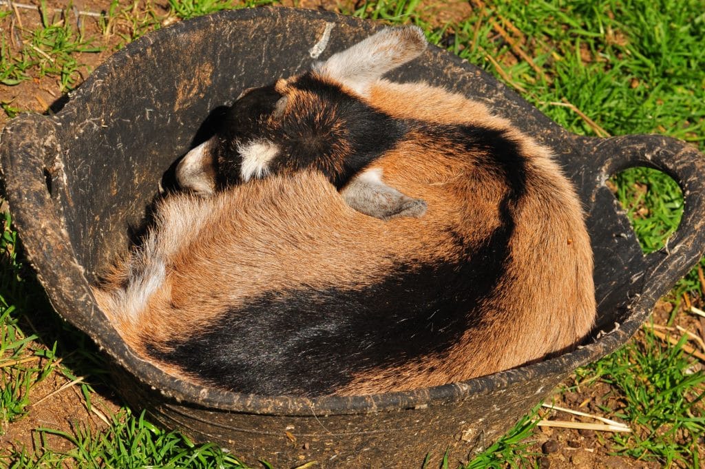 African Pygmy Goat