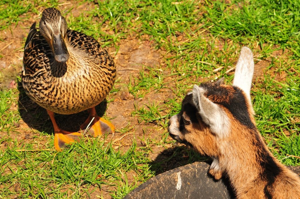 Pygmy goat baby and Mallard duck