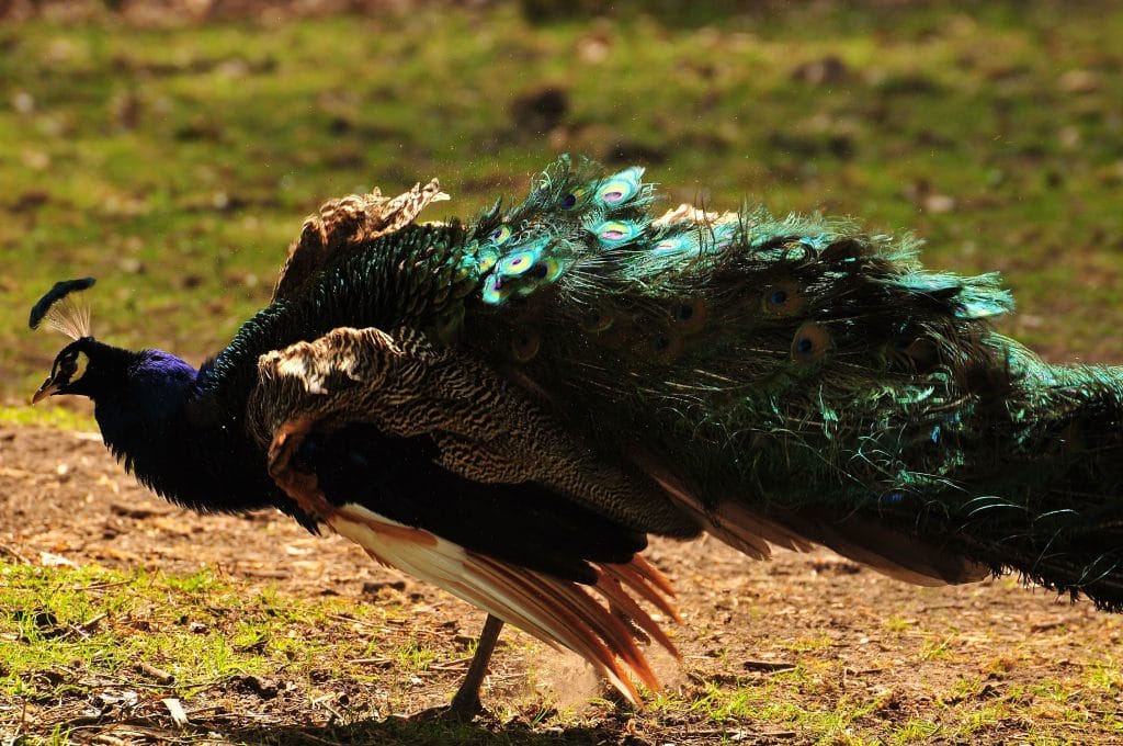 Peacock at the Children's Zoo