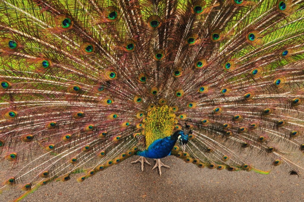 A beautiful male peacock display