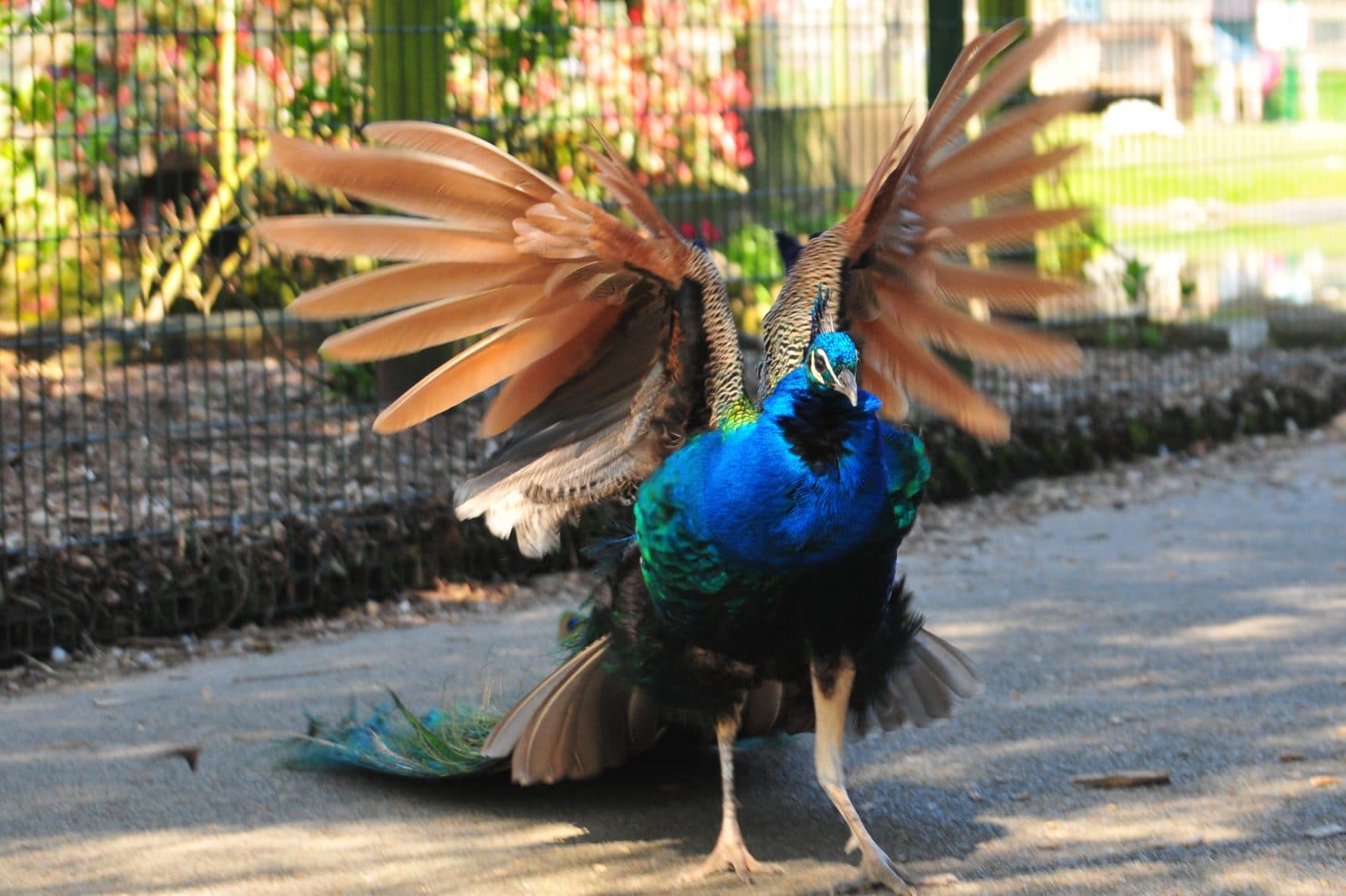 Peacock at Walton Hall and Gardens