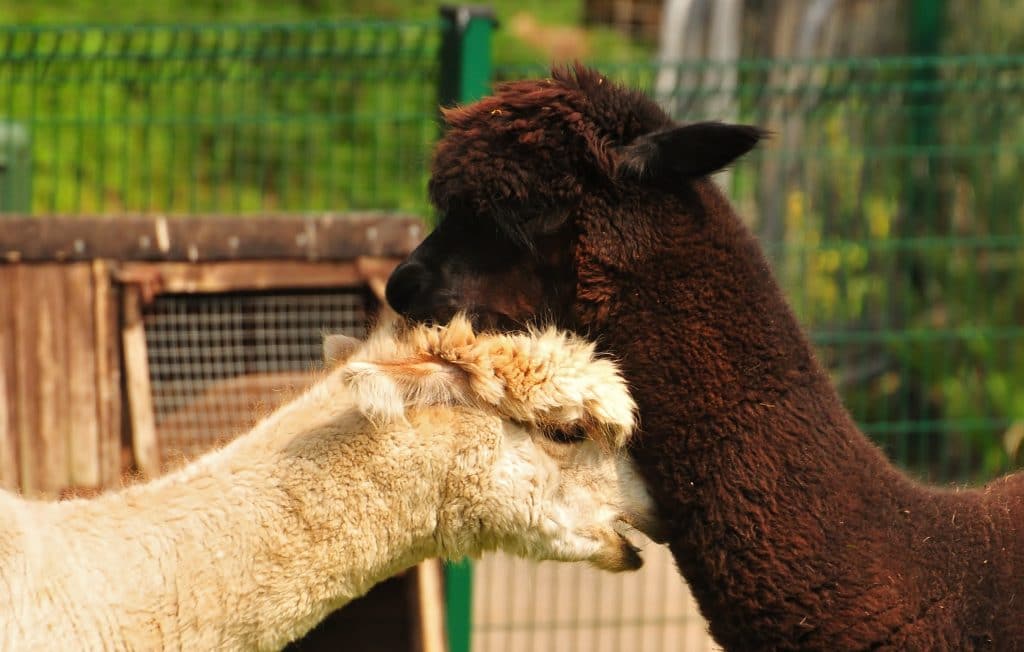 Alpaca at the Children's Zoo - part of the Children's Zoo gallery