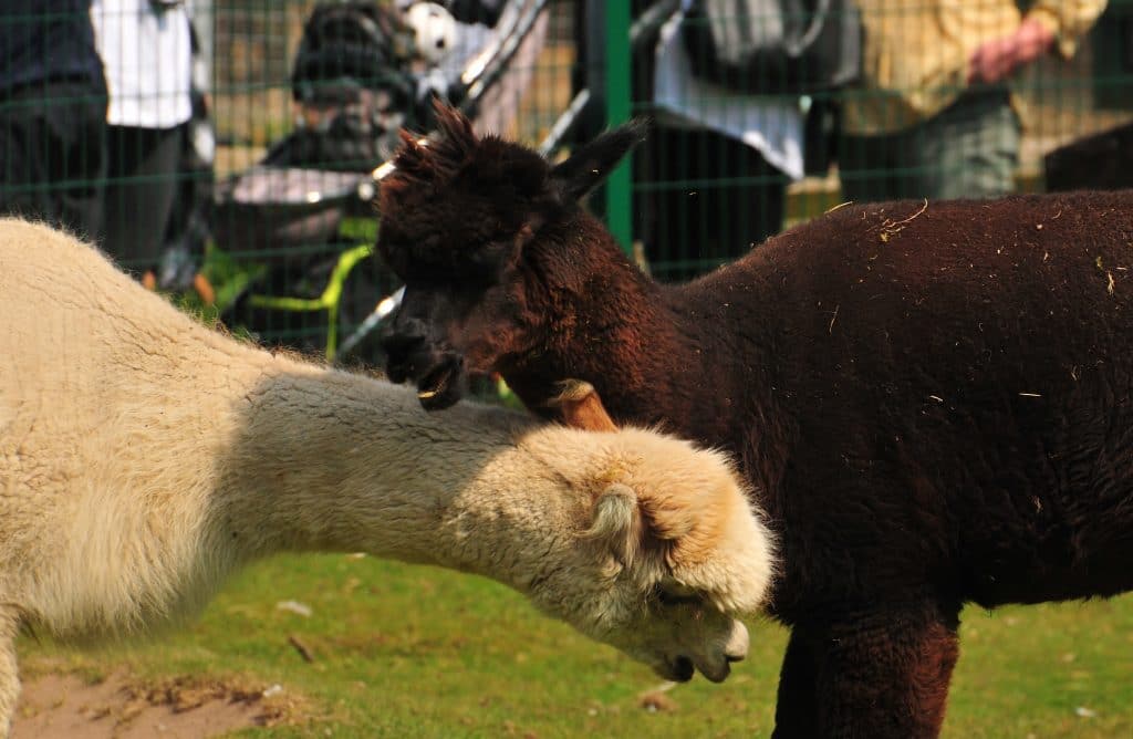 Our two alpacas at Walton Hall and Gardens Children's Zoo