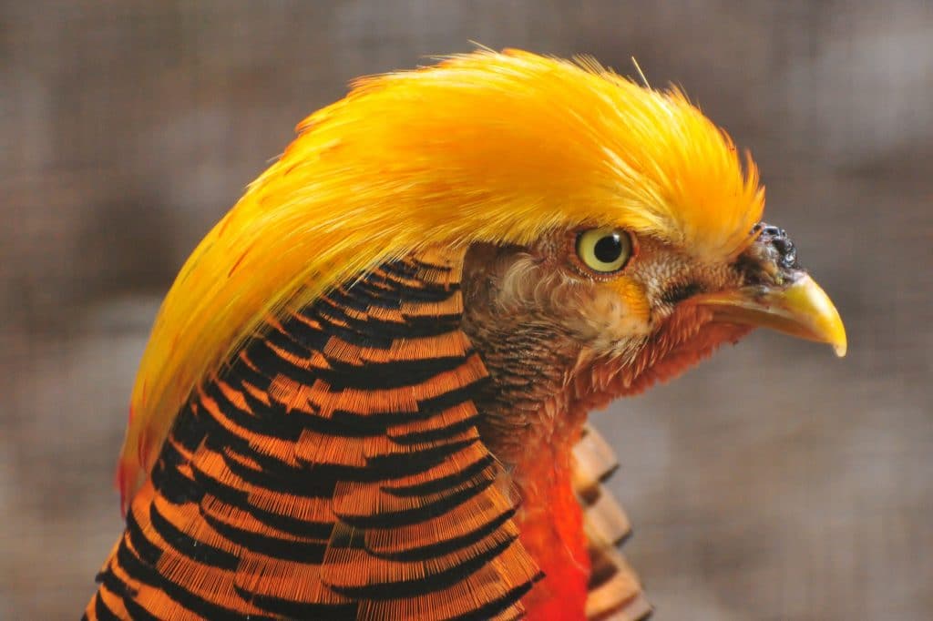 Golden pheasant at Walton Hall and Gardens