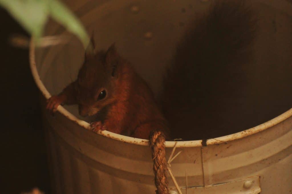 Baby Red Squirrel at Walton Hall and Gardens