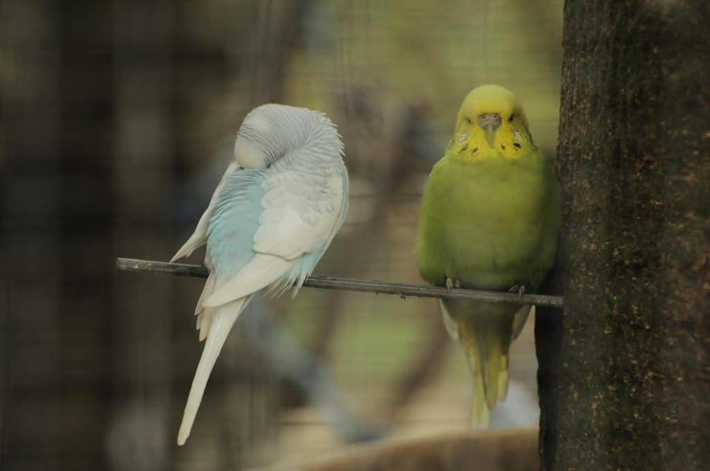 Dozing budgerigars at Walton Hall and Gardens