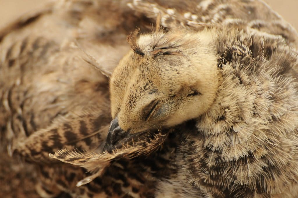 Dozy peachick at Walton Hall and Gardens