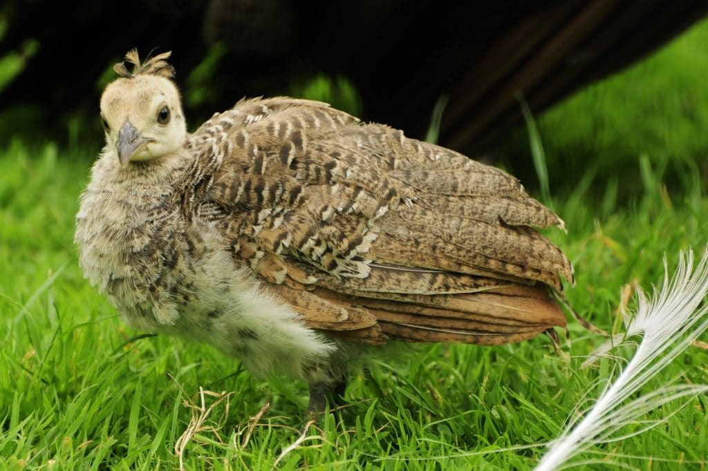 Peachick at Walton Hall and Gardens