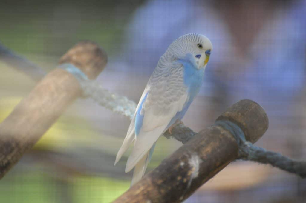 Budgerigars at Walton Hall and Gardens