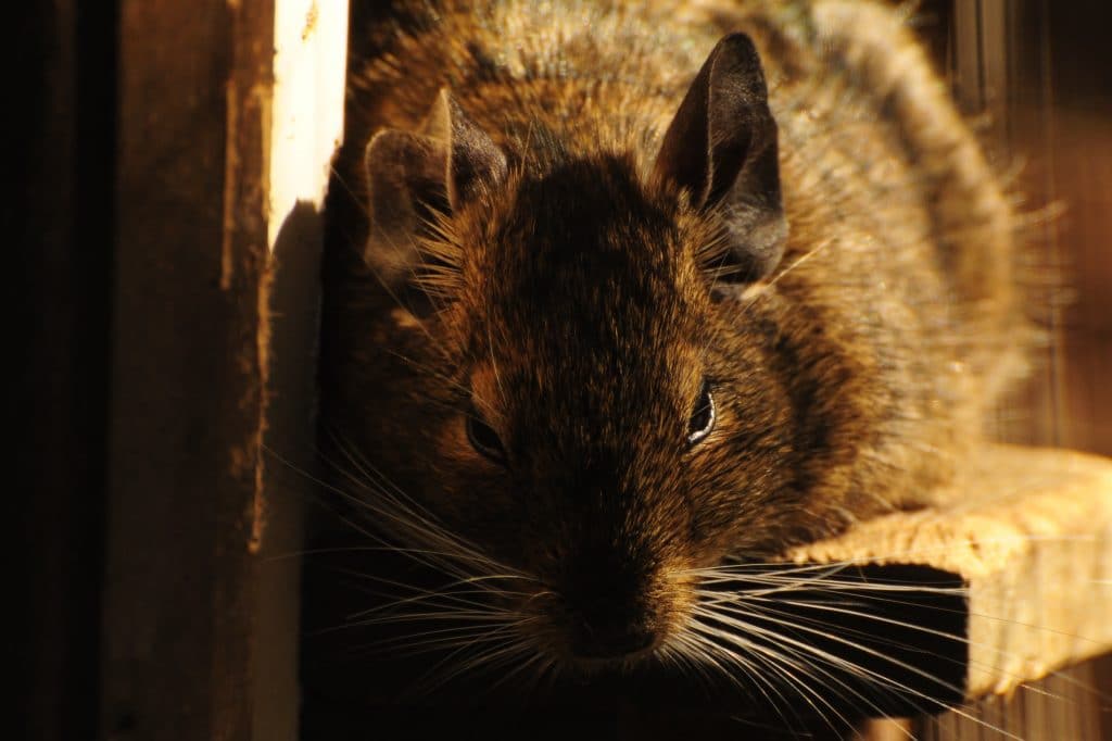 Sleeping degu