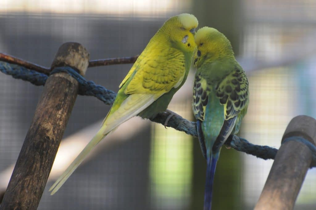 Two wee love birds at Walton Hall and Gardens Children's Zoo