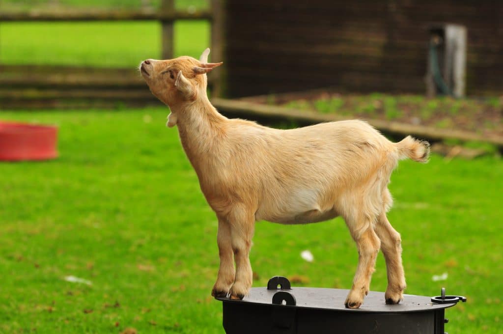 Goat in the children's zoo gallery