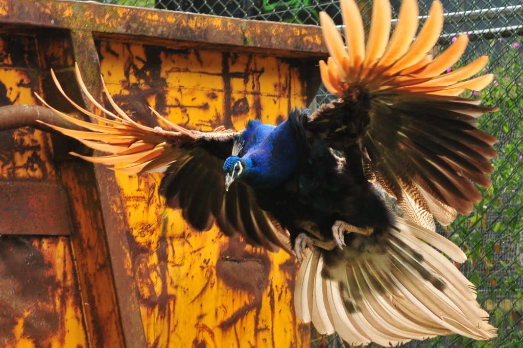 Incoming peacock at Walton Hall and Gardens