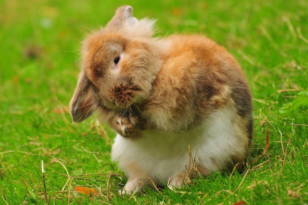 Fluffy rabbit - part of the Autumnal Children's Gallery