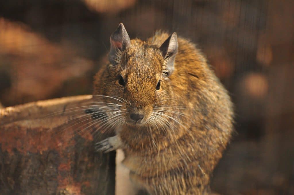 Degu at Walton Hall and Gardens