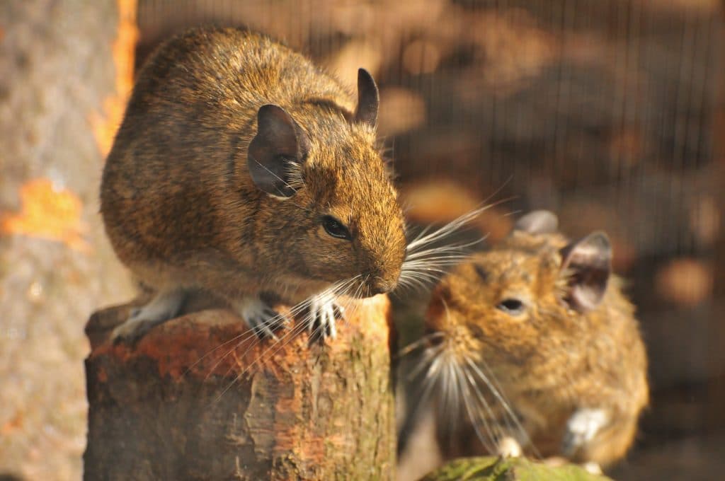 Degu's at Walton Hall and Gardens