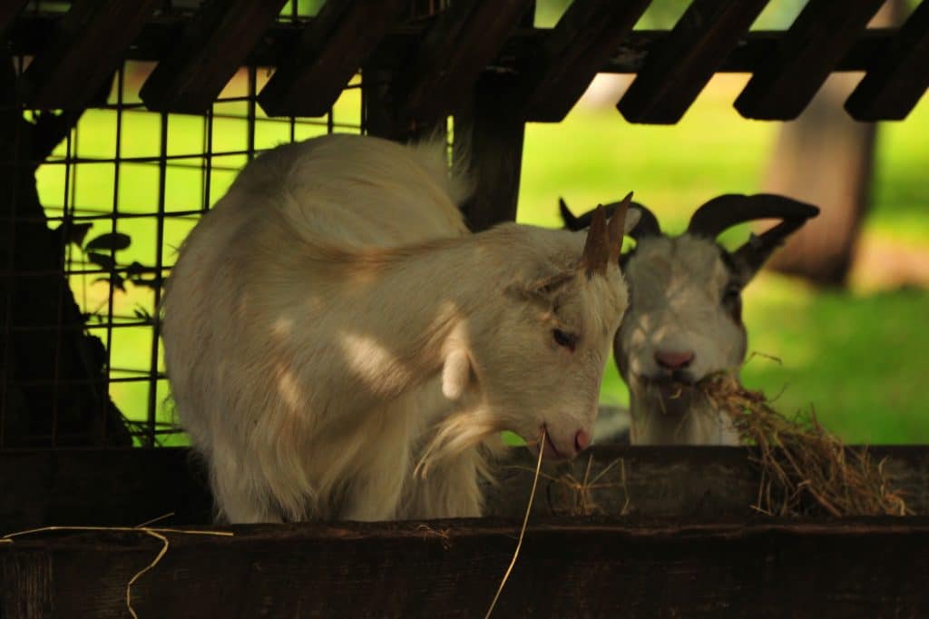 Goats at Walton Hall and Gardens