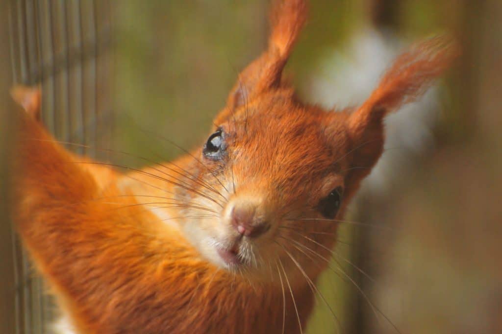 Red Squirrel at Walton Hall and Gardens