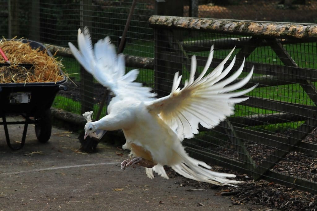 White peacock incoming at Walton Hall and Gardens