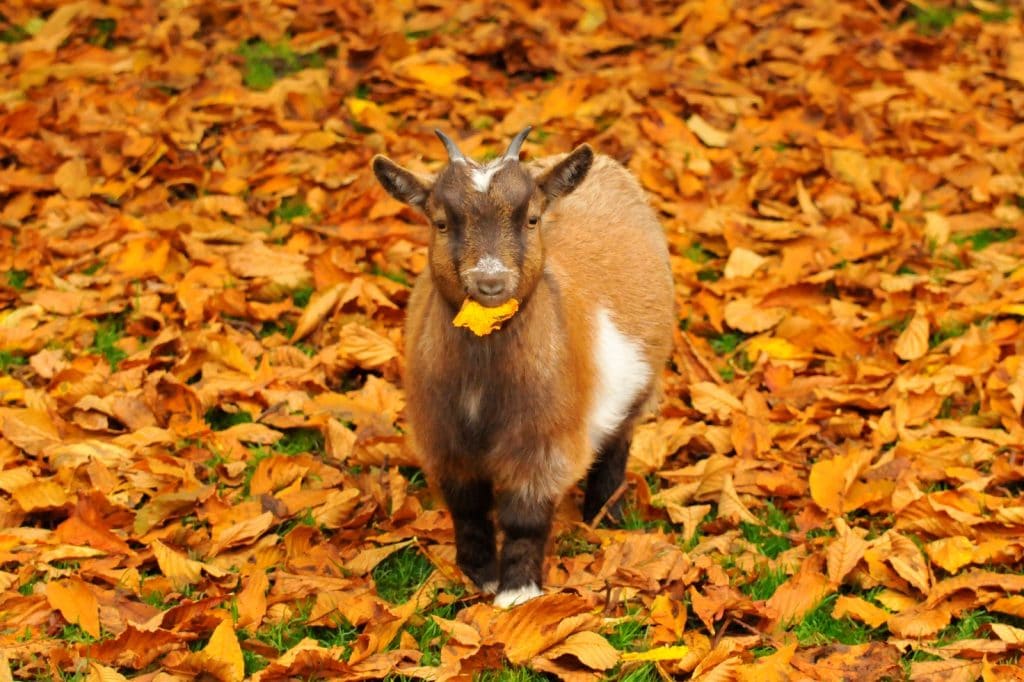 Autumnal goat - walton hall and gardens homepage