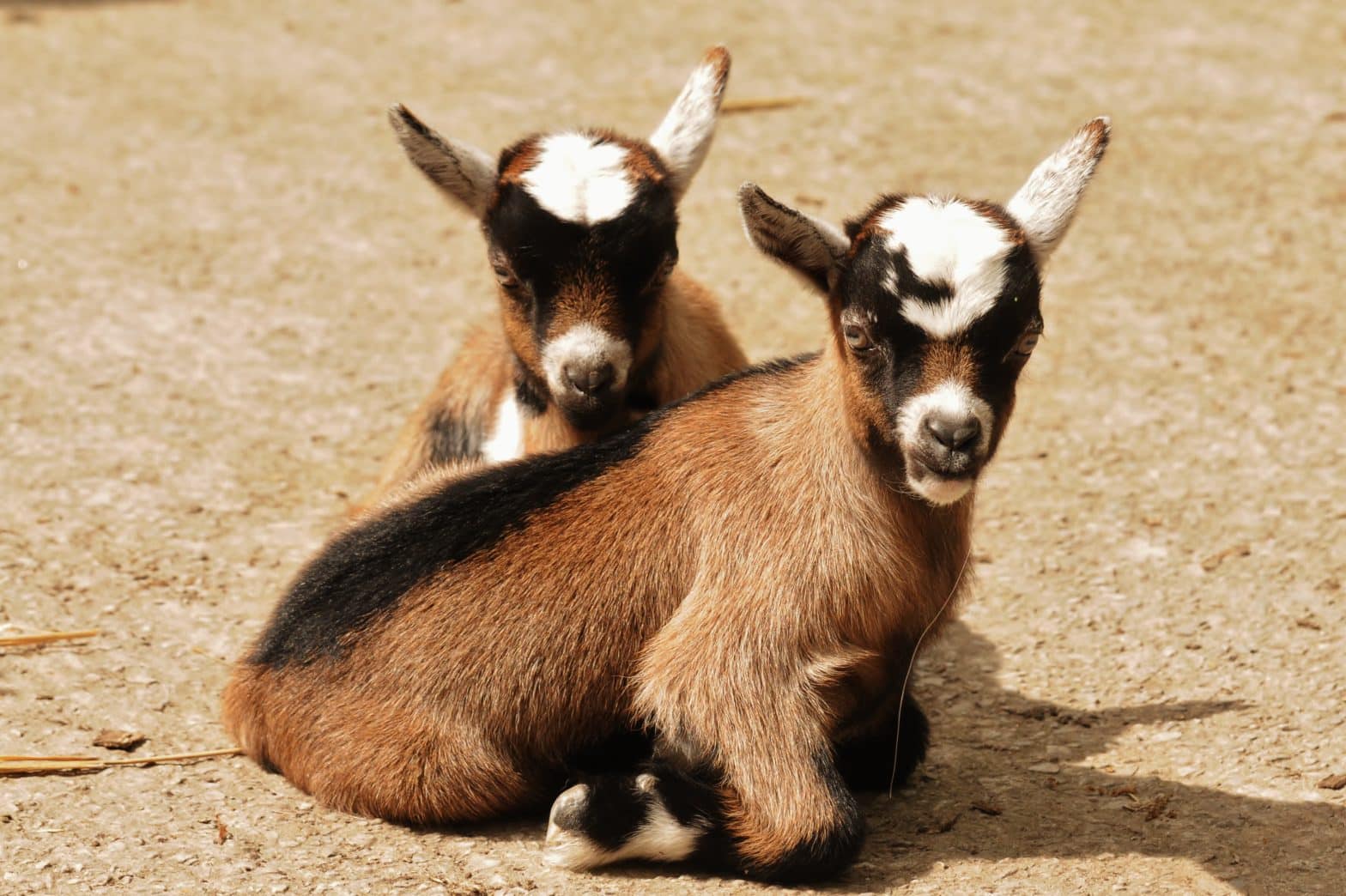 twin baby goats sitting in the sunshine