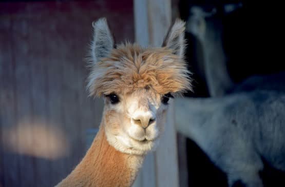 Meet our alpaca at Walton Hall and Gardens Children's Zoo.