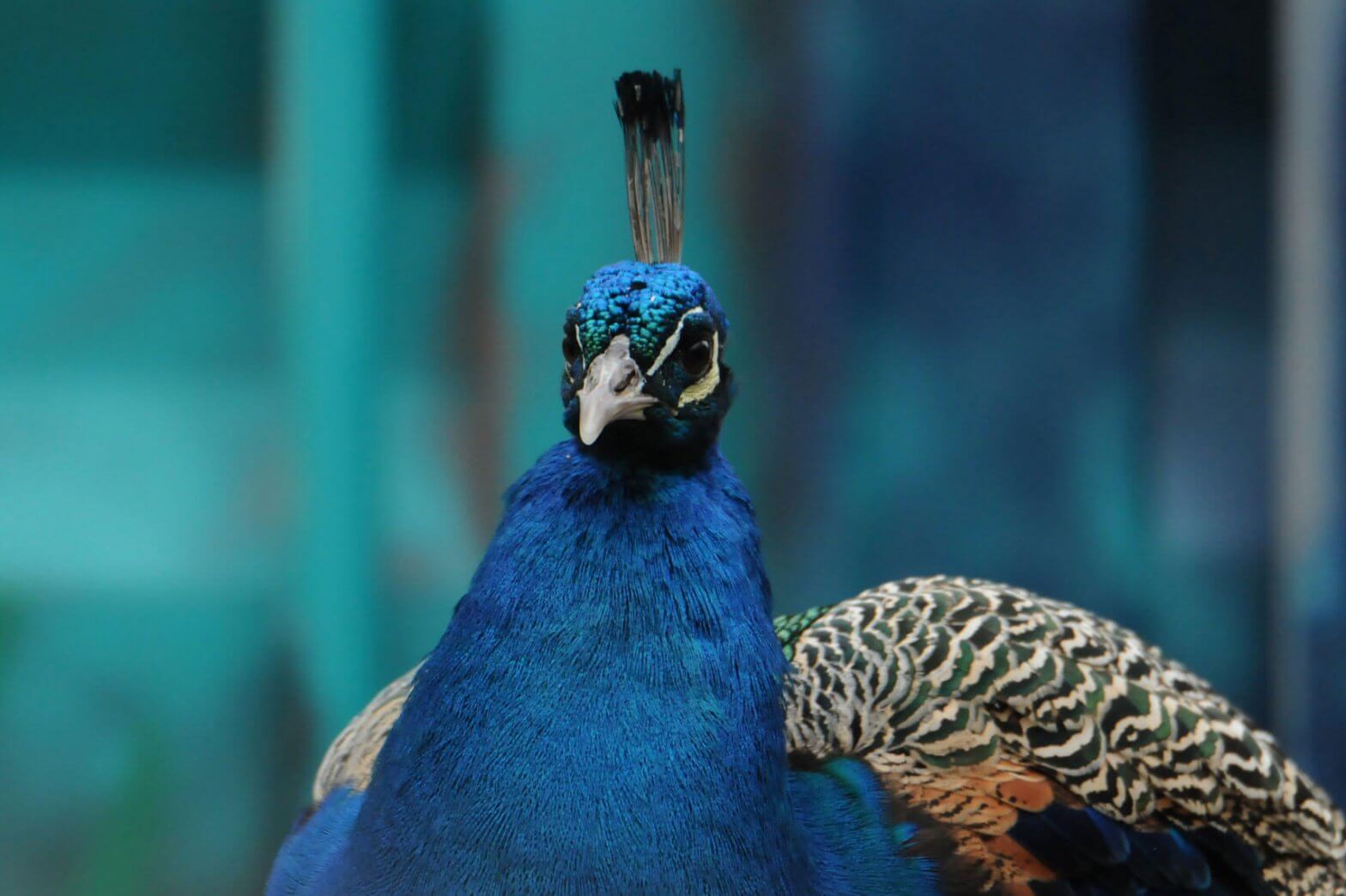 Our education groups will bring you face to face with our peacocks