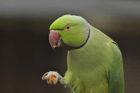 Ring-necked parakeet eating cheese at the Children's Zoo, Walton Hall and Gardens. Picture by Darren Moston. Part of the Children's Zoo Gallery.