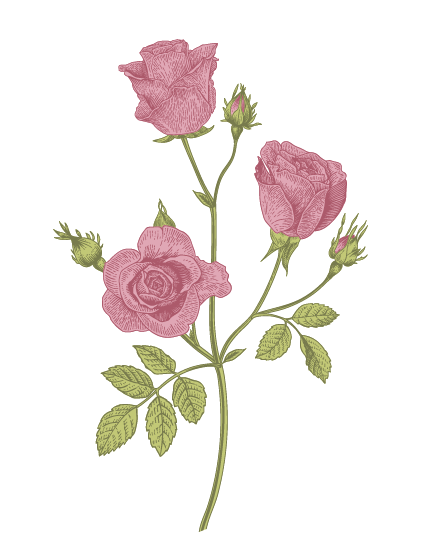 An illustrated flower from the formal gardens of Lady Daresbury