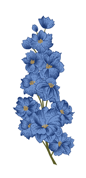 An illustrated flower from the formal gardens of Lady Daresbury