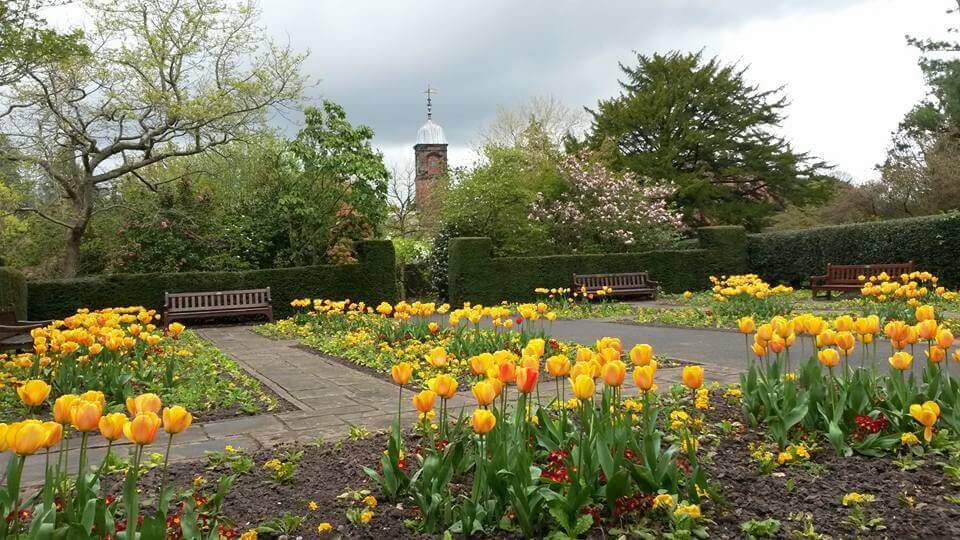 Tulips in bloom looking across to the clock tower form the formal gardens