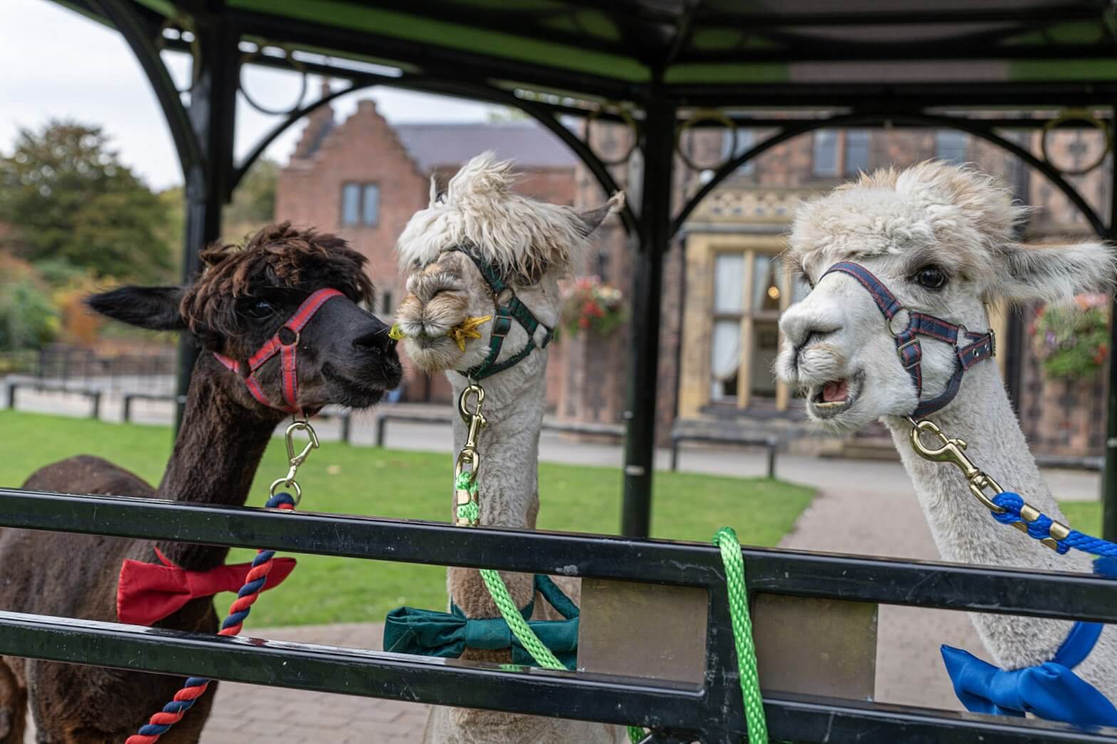 Our three alpacas are ready for to attend a wedding at Walton Hall and Gardens. Plan your visit to Walton Hall and Gardens today.