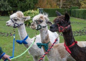 Our three alpacas are ready for to attend a wedding at Walton Hall and Gardens