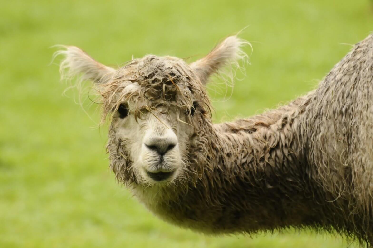 Topaz the alpaca after having a bathe at the Children's Zoo, Walton Hall and Gardens. Taken by keen amateur photographer Darren Moston.