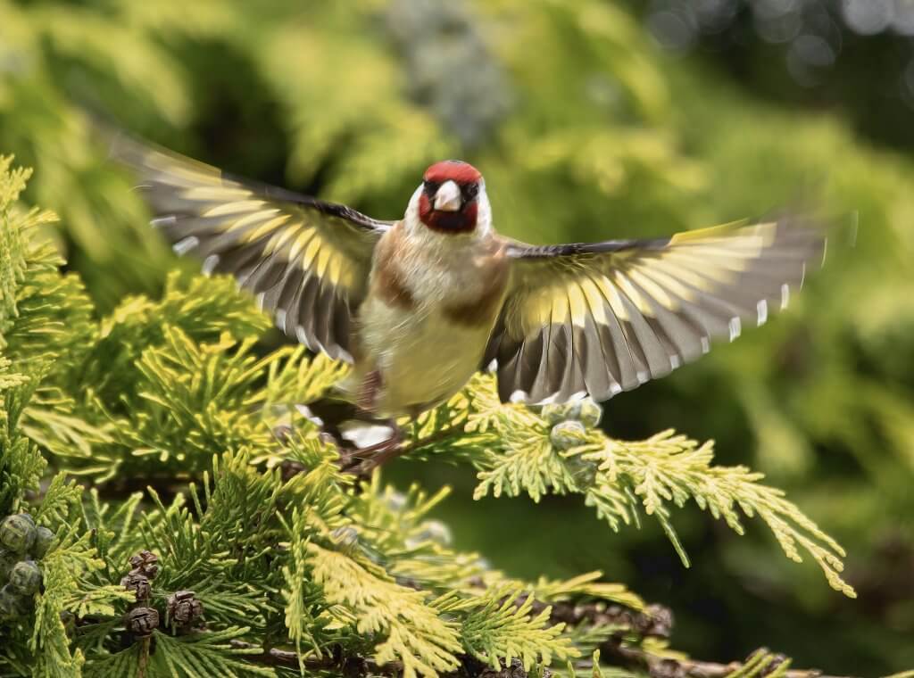 Wildlife snap of Goldfinch by Andy Gilbert at Walton Hall and Gardens