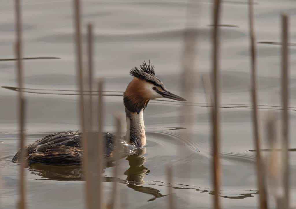 Wildlife snap of a Great Crested Grebe by Andy Gilbert at Walton Hall and Gardens