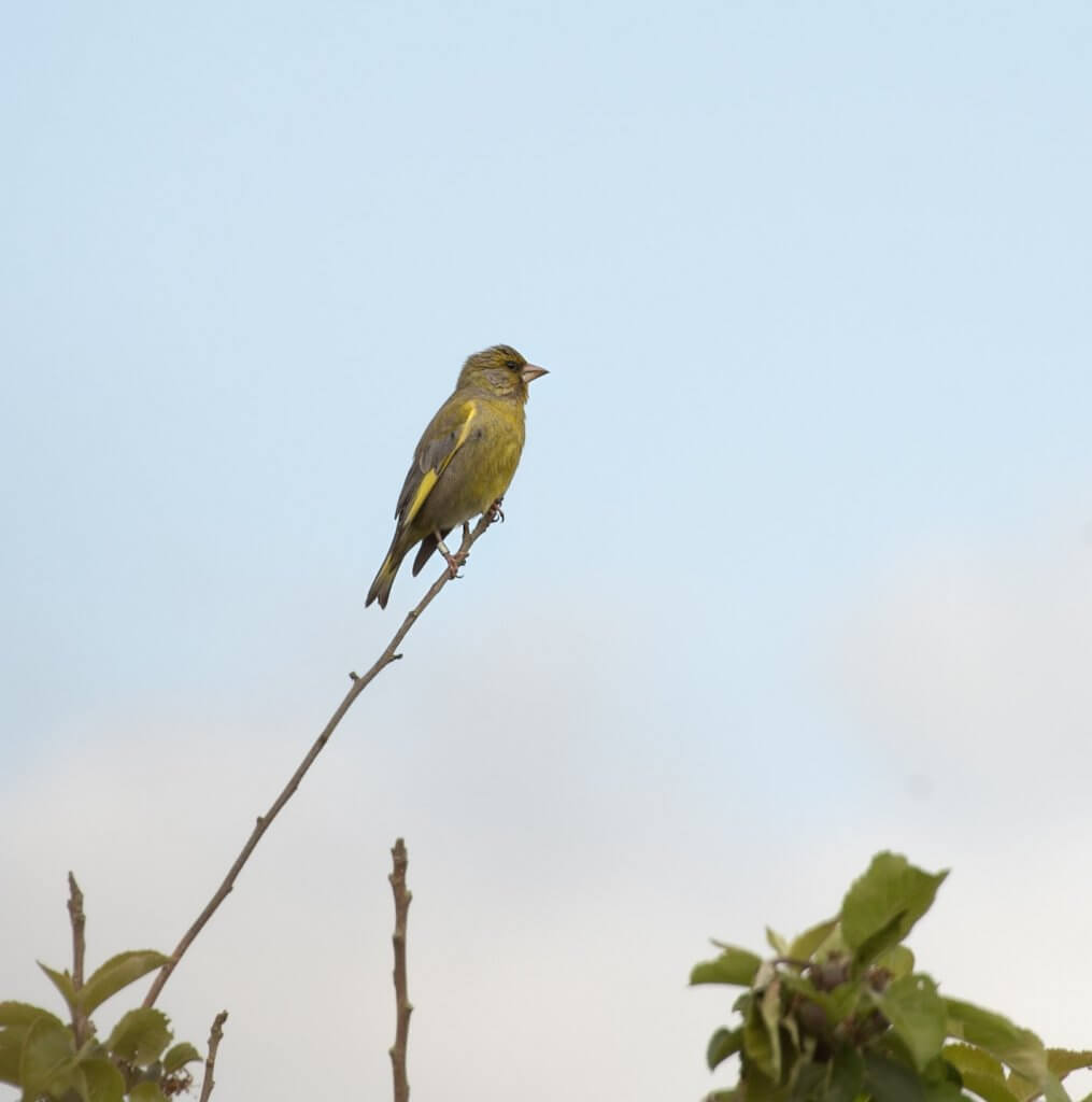 Wildlife snap by Andy Gilbert at Walton Hall and Gardens. Picture of a greenfinch