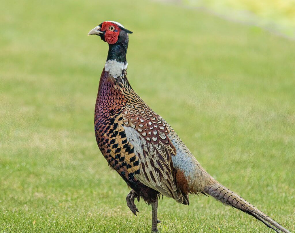 Wildlife snap of a Partridge by Andy Gilbert at Walton Hall and Gardens