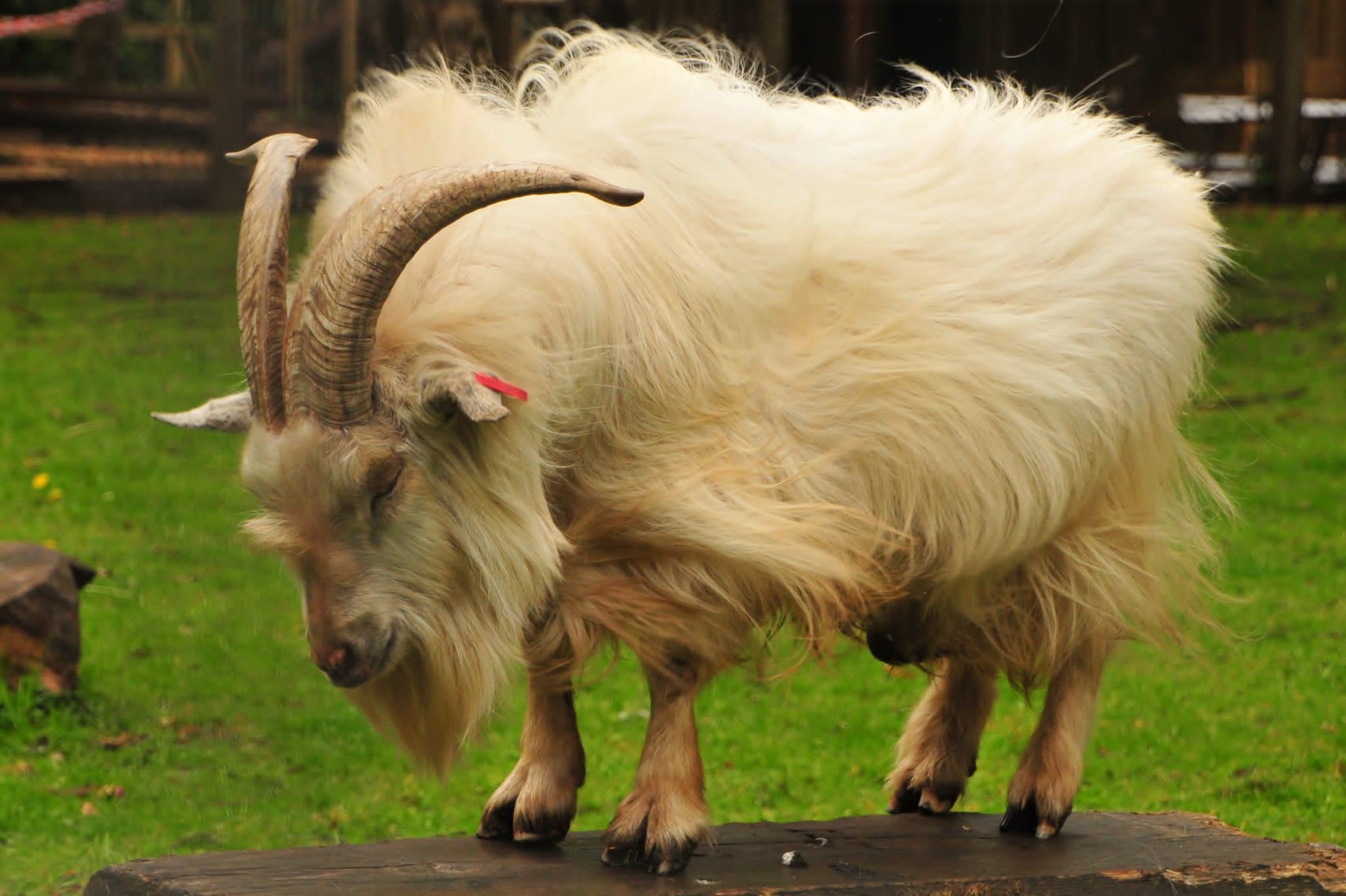 The Children's Zoo Gallery - Walton Hall And Gardens