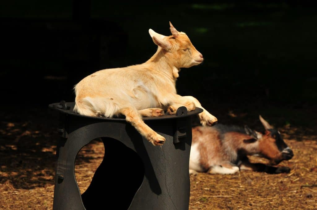 Goats at Walton Hall and Gardens sunbathing